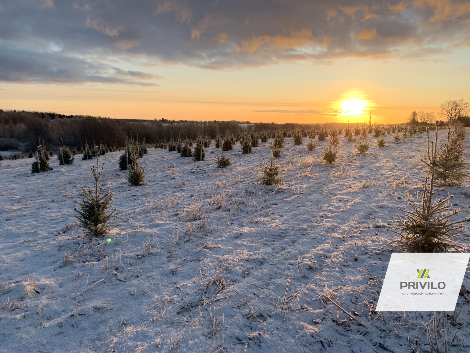 Loomavõrgust aed taimede kaitseks – Privilo